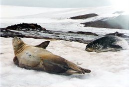 O repouso das focas