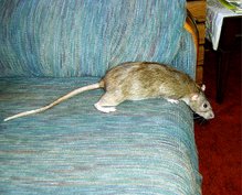 Ghetto Rat
