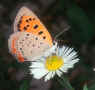 Metamorphosis