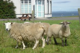sheep @ John O'Goat, Scotland