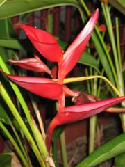 My Heliconia