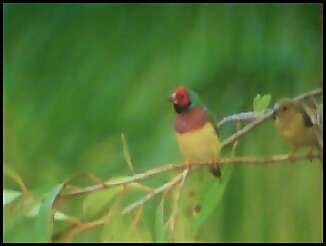 gouldian finches in the wild