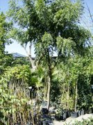 PLANTA MEDICINAL