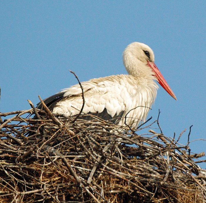 White stork   Λευκοπελαργος