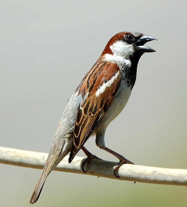 House sparrow   Σπιτοσπουργιτο