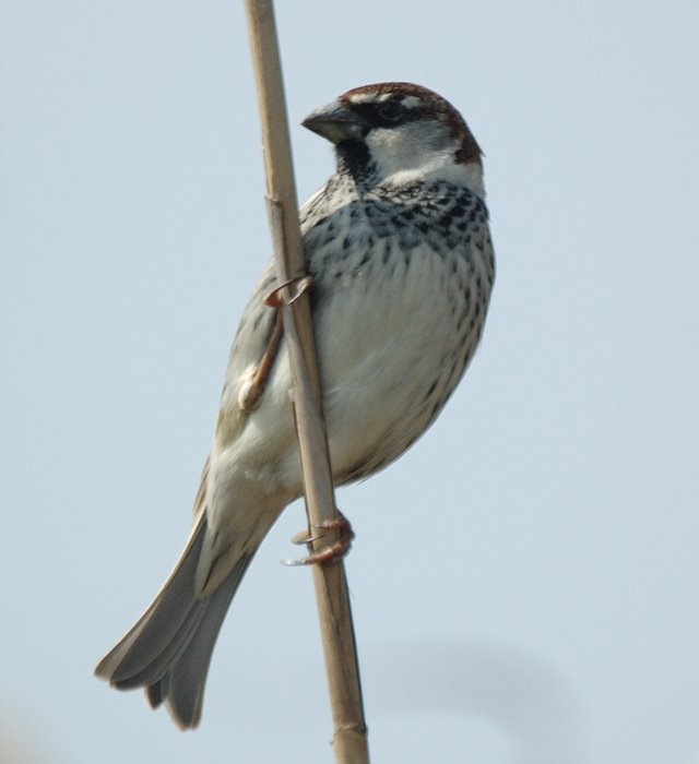 Spanish sparrow   Χωραφοσπουργιτο