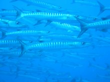 Chevron barracuda (Sphyraena putnamiae)