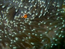 Anemone and attending anemone fish (Amphiprion ocellaris)