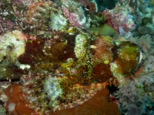 Raggy Scorpionfish ( Scorpaenopsis venosa)