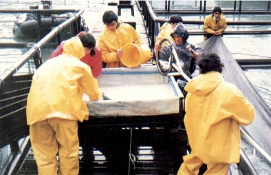 Clasificacion de Salmon en Chile