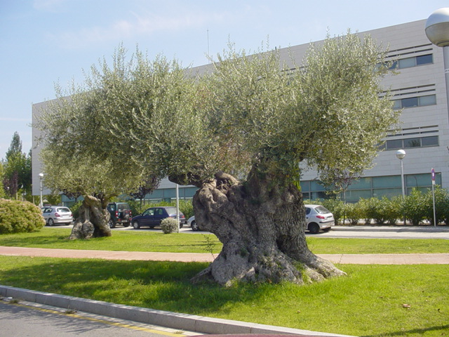 Thousand year old olive tree?