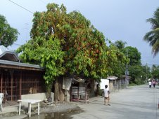 fruit-laden bignay tree in Aliaga, Nueva Ecija, Philippines