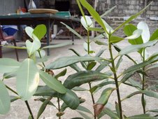 bitaog or alexandrian laurel (Calophyllum inophyllum)