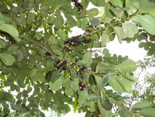 duhat or black plum (Syzigium cumini)