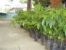 anonas seedlings (Anona reticulata)