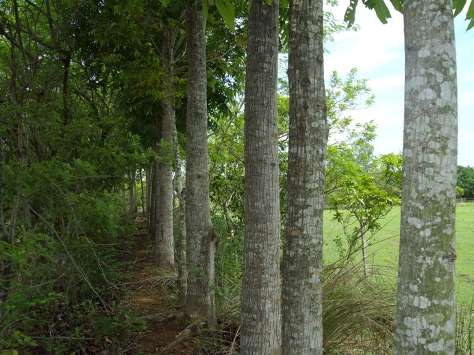 Neat row of mahogany trees...