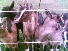 Twig Farm's Goats