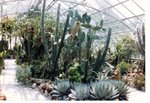 Krohn Conservatory Cactus House