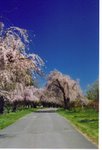 Lexington Cemetery Cherry Trees