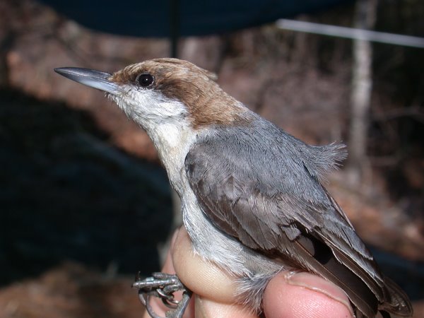 Brown-headed Nuthatch, another view.