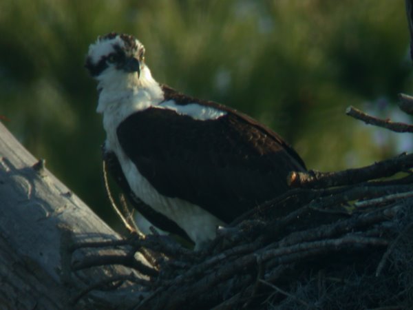 Osprey on Nest in Early Morning