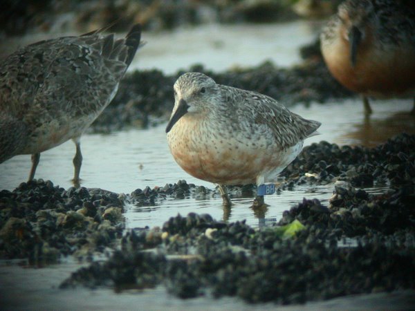 Many Shorebirds Have Auxiliary Color Markers