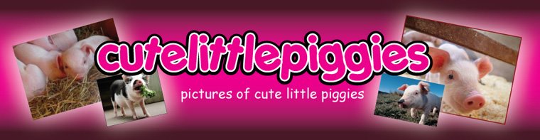 Cute Little Piggies