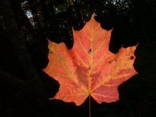 A Special Maple Leaf