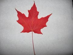 Our red maple leaf...