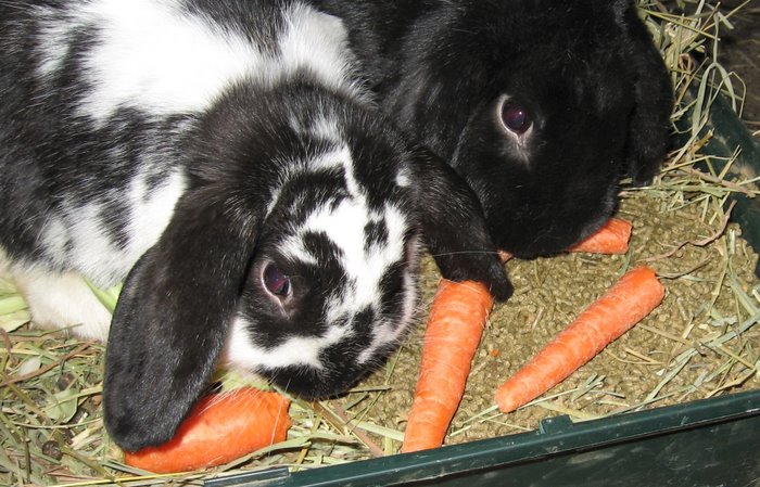 Carrots for Dolly and Blackberry