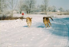 Doggies running at Jamestown