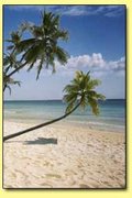 Palm-lined Beach