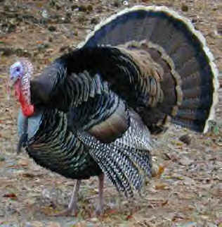What's in a name? TURKEY ~ Maddy's Ramblings