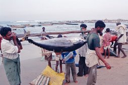 Fishermen