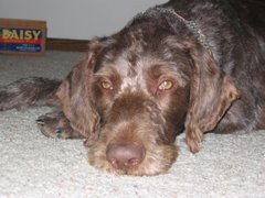 Ber-Our German Wire Hair Pointer