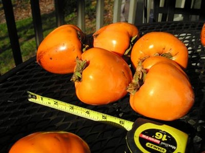 Persimmons in the Sun with a Tape Measure