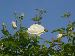 Summer Roses in Hachioji