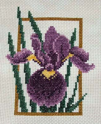 Bearded Iris - Jill Oxton Design
