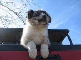 Sammy
