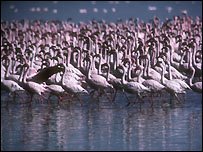 The Lesser Flamingos at Lake Larton