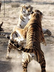 South China Tigers in Action!