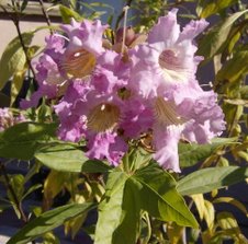 My Chitalpa Blossoms