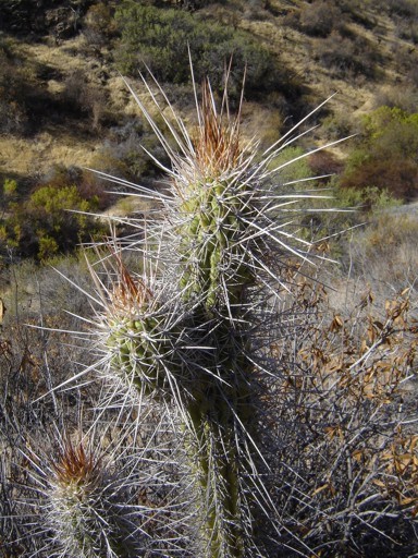 Cactus de montaña