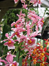 My Office Orchid: Oncda. Flaming Pole 'Kalapana'