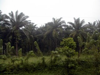 African palm plantation