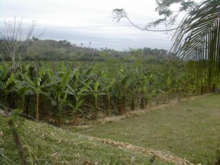 banana plantation