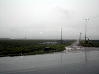 pineapple fields