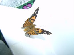Our Painted lady