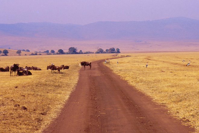 Pista nel Ngorongoro