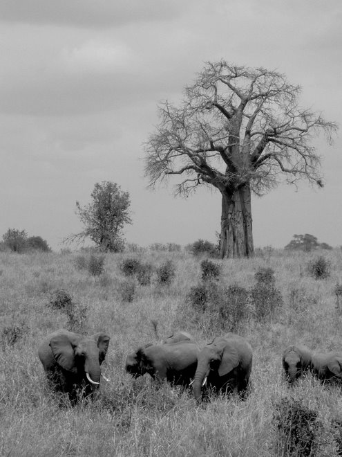 Tarangire - Baobab
